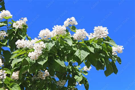 Catalpa tree is a decorative tree used in landscaping due to its showy ...