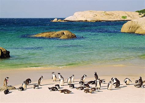 Boulders Beach, South Africa photo on Sunsurfer