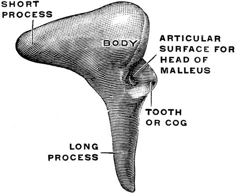 Lateral View of the Incus | ClipArt ETC