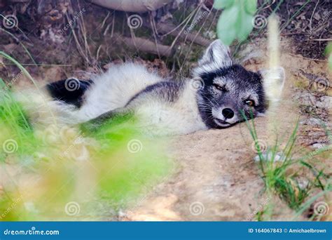 Arctic Fox Outside a Den stock image. Image of horizontal - 164067843