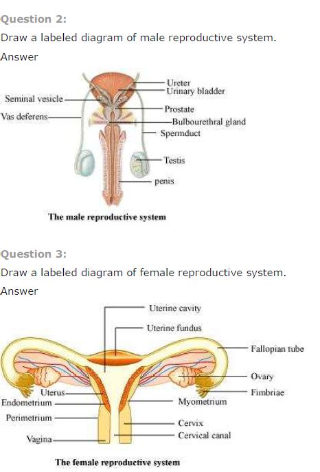 Parts Of Male Reproductive System : Blank Diagram Of Human Reproductive Systems | Bodenfwasu