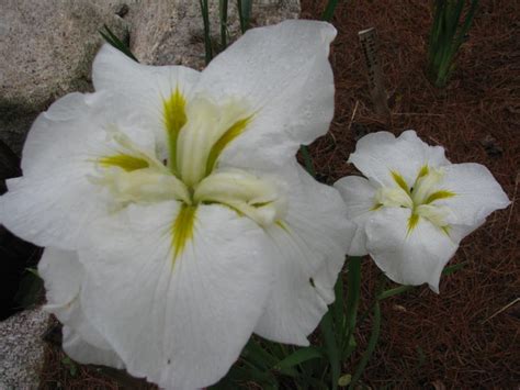 White Japanese Iris (garden name) | Harbour Breezes Daylilies and ...