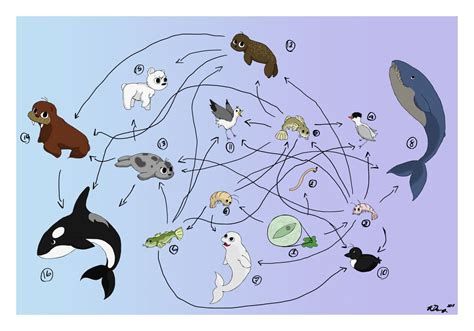 Food Chain Examples Including Humans - CARDINVITATIONJUI