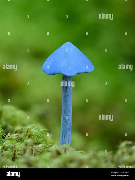 The blue mushroom Entoloma hochstetteri native to the rainforests of ...