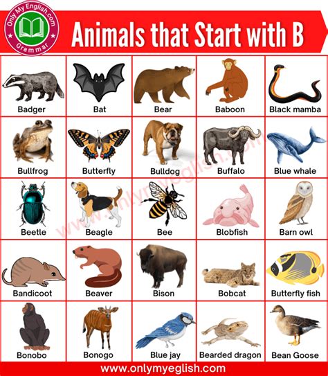 Animals Beginning With B, Alphabetical List Of Animals, General Knowledge For Kids, Blobfish ...