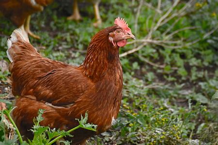 Free photo: chicken, bird, fowl, brown, hen, animal, farm | Hippopx