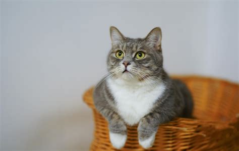 White and Gray Cat in Brown Woven Basket · Free Stock Photo