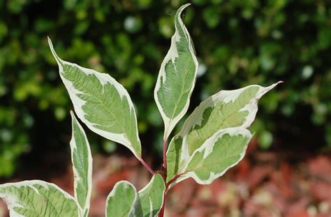 24 Pictures of Plants With Variegated Leaves