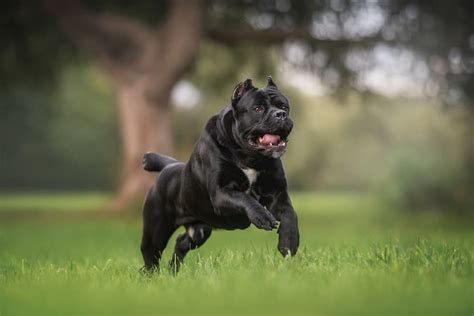 When Is A Italian Mastiff Full Grown