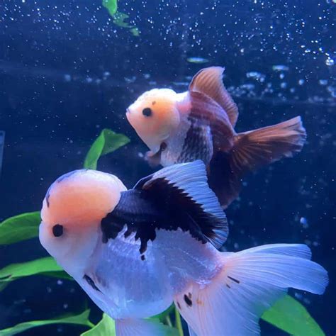 Oranda Goldfish: The Crown Jewel of Fancy Goldfish