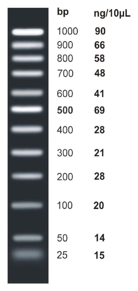 Fisher BioReagents™ ex ACTG ene ™ DNA Ladders 100 bp PCR DNA ladder; 25 ...