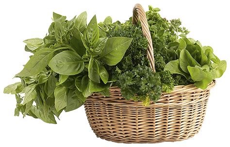 Herb | PNG All