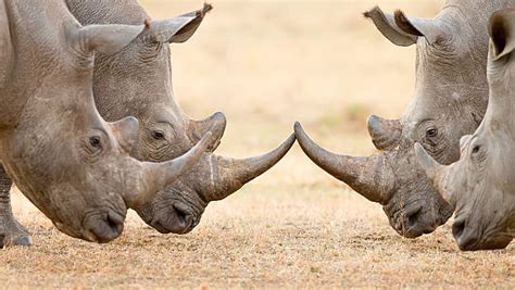 Rhino Side View Stock Photos, Pictures & Royalty-Free Images - iStock