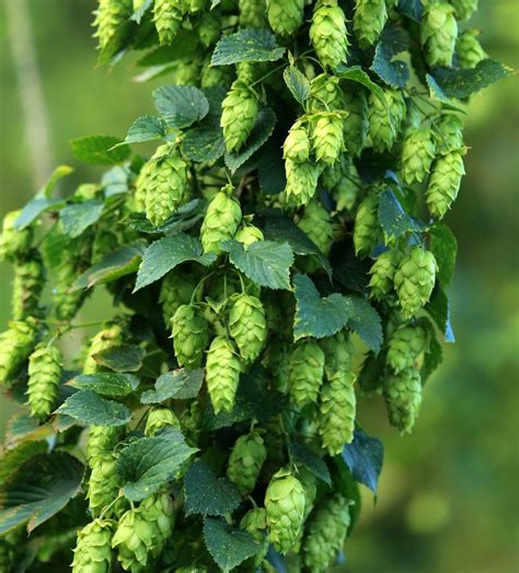 Humulus Lupulus Hops 10 Plant Seeds - Etsy Canada