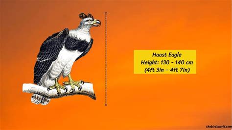 Haast Eagle Size: How Big Are They Compared To Others?