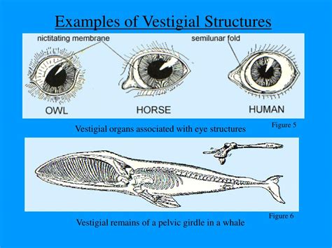 Vestigial Structures In Animals