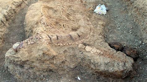 'Ichthyosaurs fossil find shows India's biological connect as part of Gondwanaland'