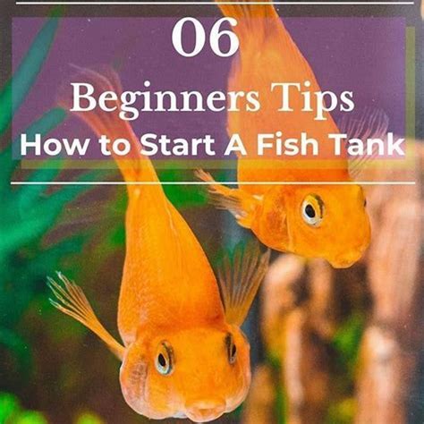 How do you start a beginners aquarium? - DIY Seattle