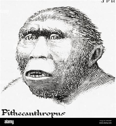 Java Man, alias Homo erectus erectus, anciennement Anthropopithecus erectus et Pithecanthropus ...