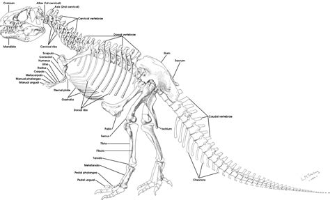 the skeleton of a dinosaur with all its parts labeled in black and white, on a white background