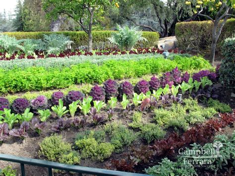 Tips to Maintaining Your Edible Garden | Campbell & Ferrara