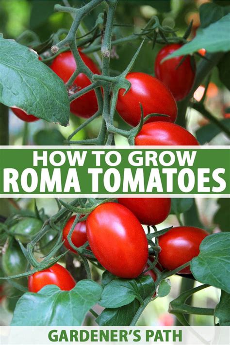 How to Plant and Grow Roma Tomatoes | Gardener’s Path