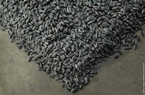 Installation [Sunflower Seeds] By Chinese Artist Ai Weiwei » GagDaily News