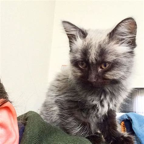 Rescued Kitten With Unusual Colored Fur, Grows Back His True Colors - Cat Empire