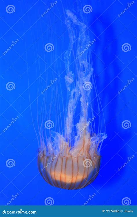 Electric Jellyfish stock photo. Image of animal, beautiful - 2174846