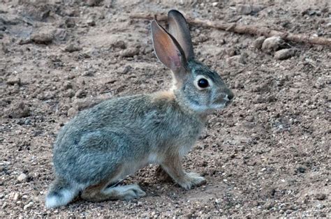 Cottontail Rabbit | Focusing on Wildlife | Rabbit, Cute animals, Animals