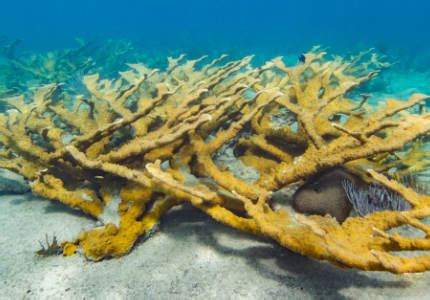 Magnificent Elkhorn Coral Habitat, Gardens of the Queen, Cuba Reef Divers