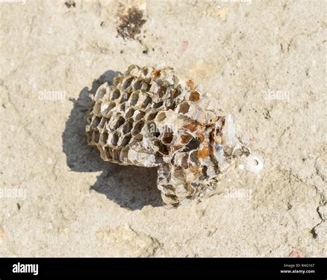 Wasp nest with honey. Wasp honey Stock Photo - Alamy