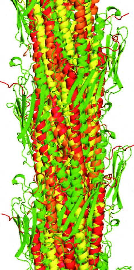 The alignment of pili. Structures of pilus are distinguished by color,... | Download Scientific ...