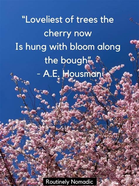 170 Blooming Cherry Blossom Quotes | Routinely Nomadic