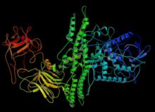 Botulinum toxin - New World Encyclopedia