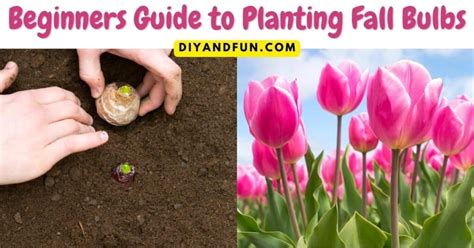 Beginners Guide to Planting Fall Bulbs - DIY and Fun