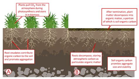 Restoring Soil can Help Address Climate Change - resilience