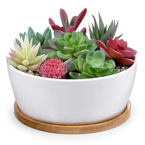 6 Inch Modern White Ceramic Round Succulent Cactus Planter Pot with ...