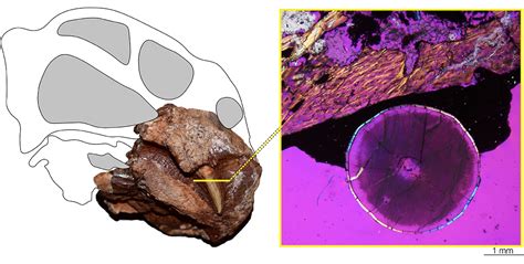 Fossil dental exams reveal how tusks first evolved | Burke Museum