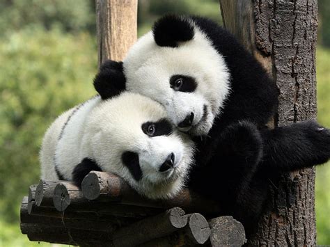 Nature love black white animals bamboo panda bears bears Animals , Hi ...