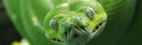 Green Tree Python - Snake Facts and Information