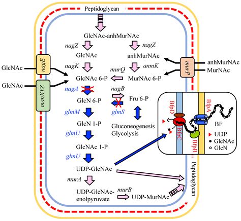 Polymers | Free Full-Text | Biosynthetic Pathway and Genes of Chitin/Chitosan-Like Bioflocculant ...