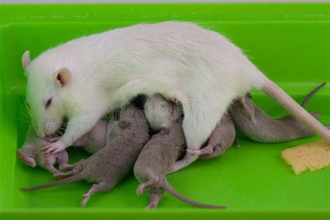 Rats Family. Breast-feeding.little Kids and Mom on a Green Cage. Cute ...