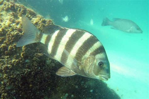 Sheepshead Facts and Nutritional Value