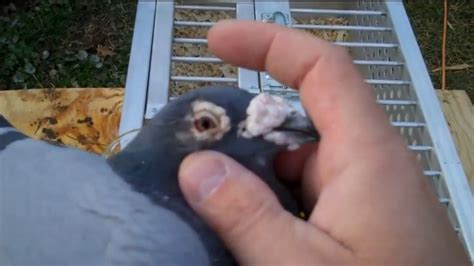 *Video* One Eye Cold Treatment for Racing Pigeons