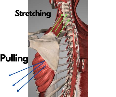 Having neck pain? You might need to check your serratus anterior ...