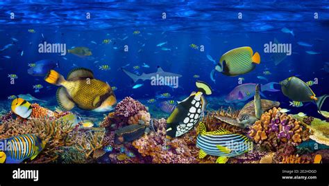 underwater coral reef landscape wide panorama wallpaper background in ...