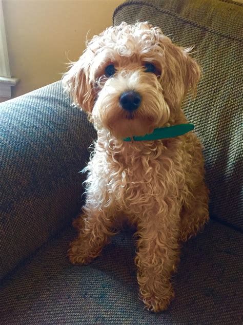 Growing Puppies - Virginia Schnoodle Breeder --Hypoallergenic Dogs: Ginger the Schnoodle at 6 months