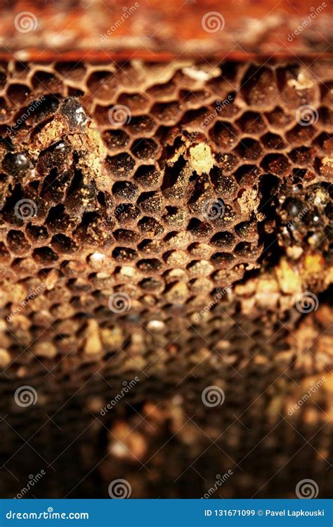 Macro shot of honeycombs. stock image. Image of health - 131671099