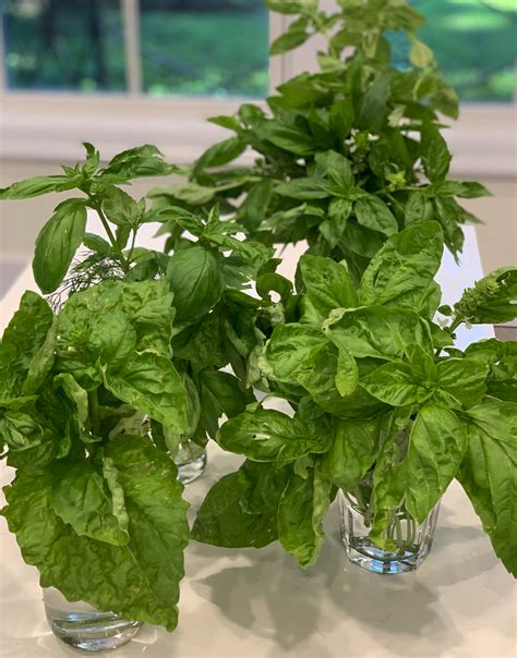 How to Harvest Basil + Other Basil Growing Tips - THE SAGE